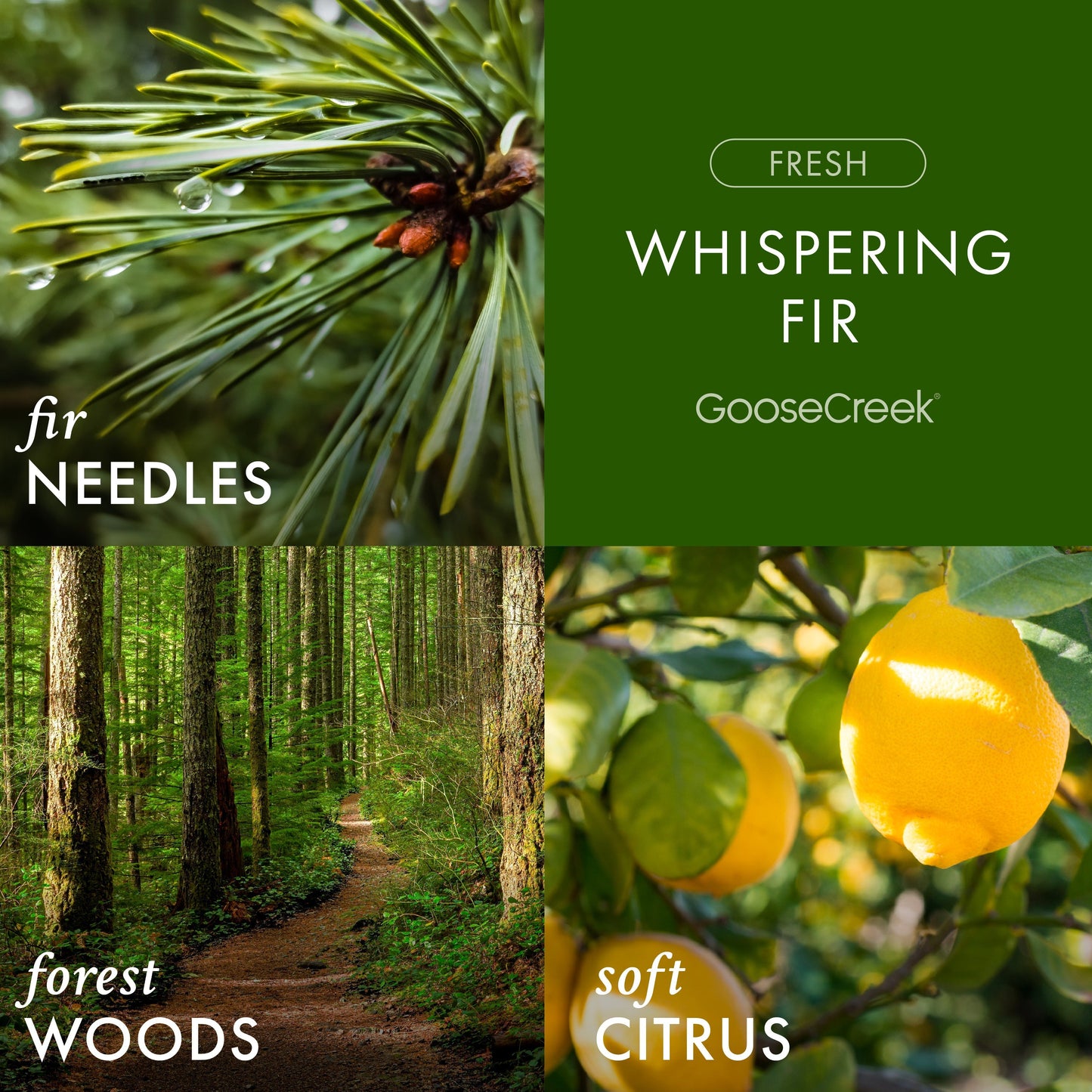 Whispering Fir 3-Wick Candle